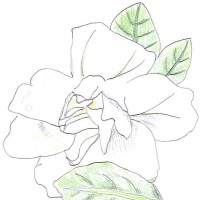 くちなし